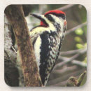 Suche nach specht untersetzer Tier