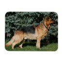 Recherche de deutscher magnets Schaferhund de deutscher