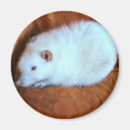 Suche nach weiße ratte magnete Niedlich