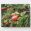 Suche nach rote rosen fotoplatten Natur