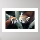 Recherche de mammifère art Panda