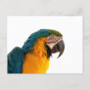 Recherche de oiseau perroquet cartes postales Couleurs