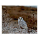 Suche nach vogel auf felsen poster Tiere