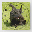 Recherche de terriers horloges Animaux