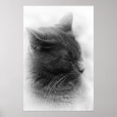 Suche nach graue katzen poster Haustier