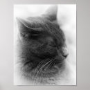 Suche nach pussycat poster Tier