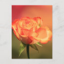 Suche nach romantic postkarten Blume
