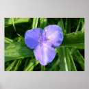 Suche nach tautropfen poster Natur