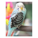 Recherche de budgies posters Bleu
