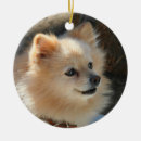 Recherche de pomeranian ornements Vacances
