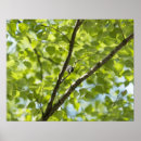 Recherche de arbre bouleau blanc posters Nature