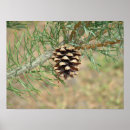 Suche nach kegel poster Kiefer
