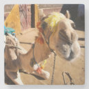 Suche nach kamel untersetzer Afrika