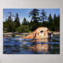 Suche nach goldener labrador poster Niedlich