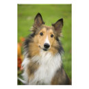 Recherche de chien de colley posters Animal de compagnie
