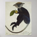 Suche nach schwarzer affe poster Zoologie