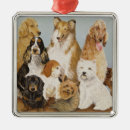 Recherche de colley ornements Animal familier