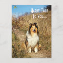 Suche nach collies postkarten Tier