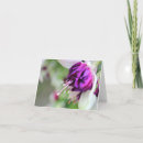 Suche nach fushia Foto