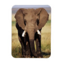 Recherche de savane magnets Superstock