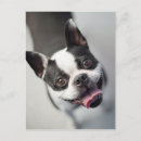 Suche nach lustig hund bild postkarten Getönte bilder