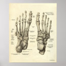 Recherche de pied humain posters Anatomie