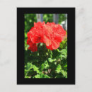 Recherche de buisson cartes postales Fleur