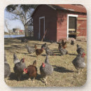 Recherche de poule dessous de verres Ferme