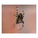 Suche nach schwarze spinne poster Makro