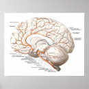 Recherche de organe anatomie posters Cerveau