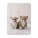 Suche nach zwei tiere magnete Kamera betrachten