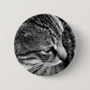 Recherche de chaton noir et blanc badges Félin