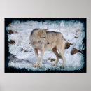 Recherche de photo de loup posters Photographie de la faune