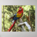 Recherche de parrots poster Oiseaux