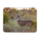 Suche nach odocoileus Odocoileus virginianus