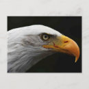 Recherche de aigle blanc cartes postales Sauvage