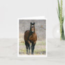 Recherche de aqha Équin