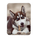Suche nach sibirischer husky magnete Alaskan malamute