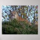 Recherche de animal puma posters Nature