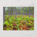 Recherche de le cap vert cartes postales Image couleur