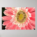 Suche nach gänseblümchen poster Blüte