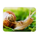 Suche nach schnecken magnete Tier