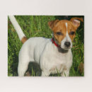 Recherche de jack russell puzzles Animal
