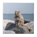 Suche nach windswept Windig