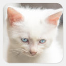 Recherche de yeux bleus autocollants Chaton blanc