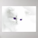 Recherche de chat pourpre posters Chaton