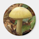 Suche nach mushroom magnete Pilz