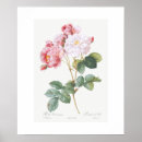 Suche nach rosebush Vintag