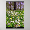 Suche nach narzissen poster Blumen