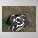 Recherche de poussin pingouin posters Oiseaux